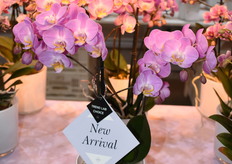 Deze gaat nog onder het nummer H1204 maar zal waarschijnlijk snel een leuke naam krijgen. Met een vooruitzicht van 33 mooie bloemen van 6,5 cm doorsnede zeker niet vervelend om naar te kijken.